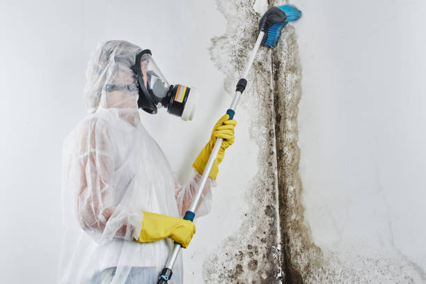 Biohazard Mold Removal in Westwood, KS