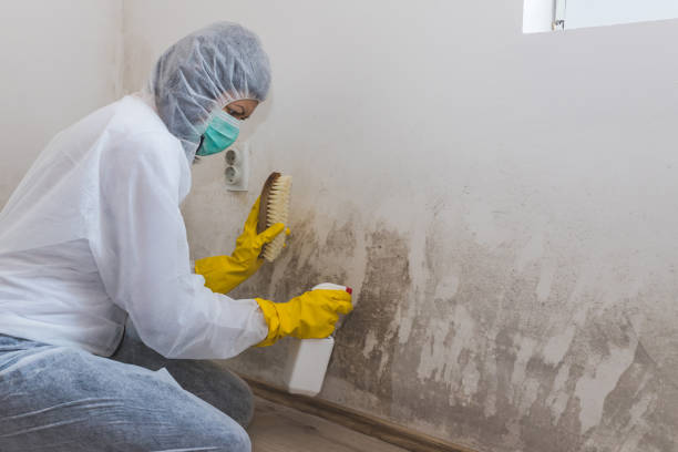 Mold Remediation for Vacation Homes in Westwood, KS